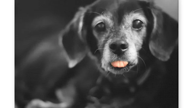 Riley | Canvas Print