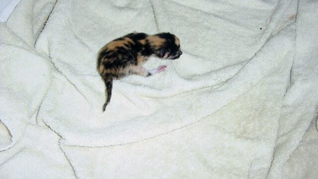 My First Picture of Spot