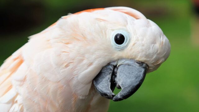 I just learned that our Moluccan cockatoo, Rosie, died suddenly…