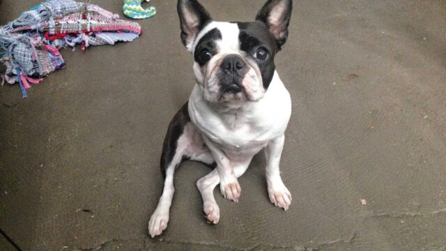 This is the second time our family has lost a longtime pet in as many months…