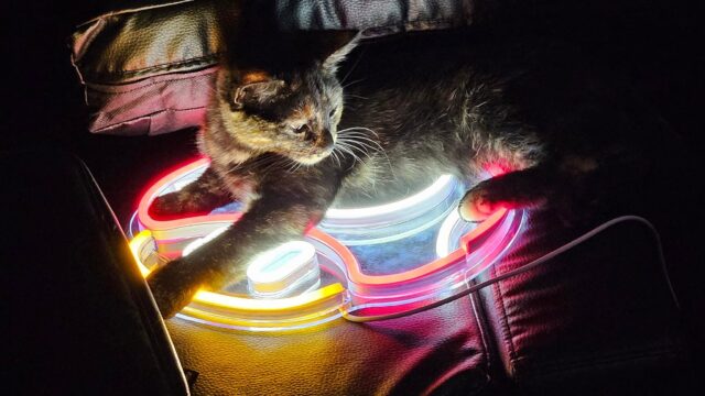 Neon nights with Trillian