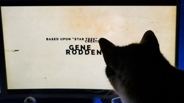 This is Spot (named after Data’s cat from Star Trek: The Next Generation) actively watching Star Trek: Discovery).