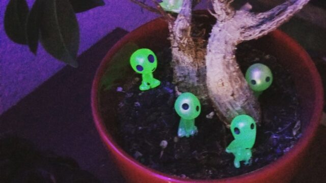 I’ve had this little tree for fifteen years, and tonight a few kodama revealed themselves.