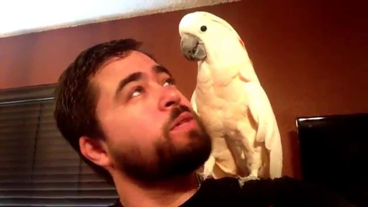 Man with a white parrot on his shoulder looking up at it.